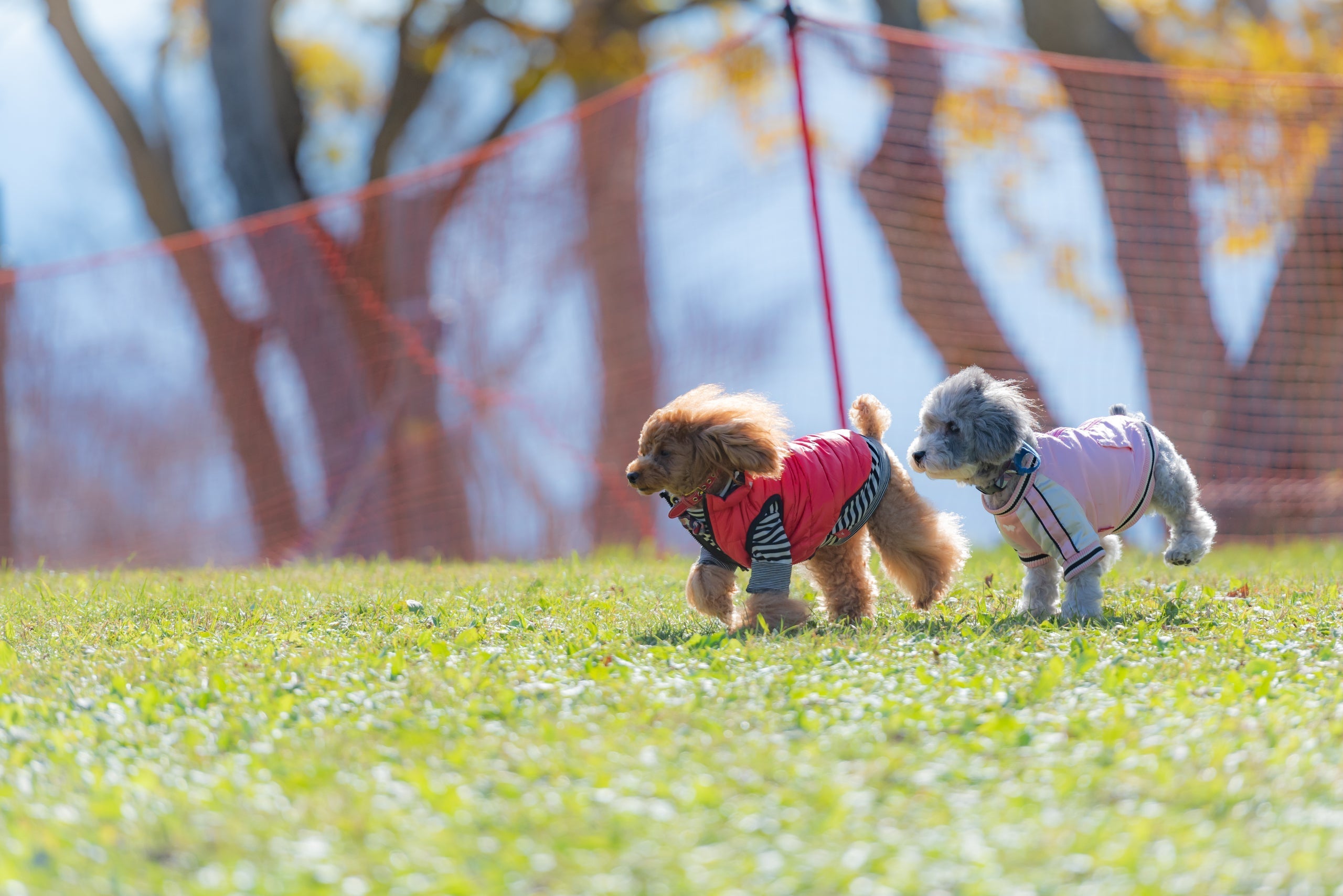 芝生を散歩する2匹の小型犬