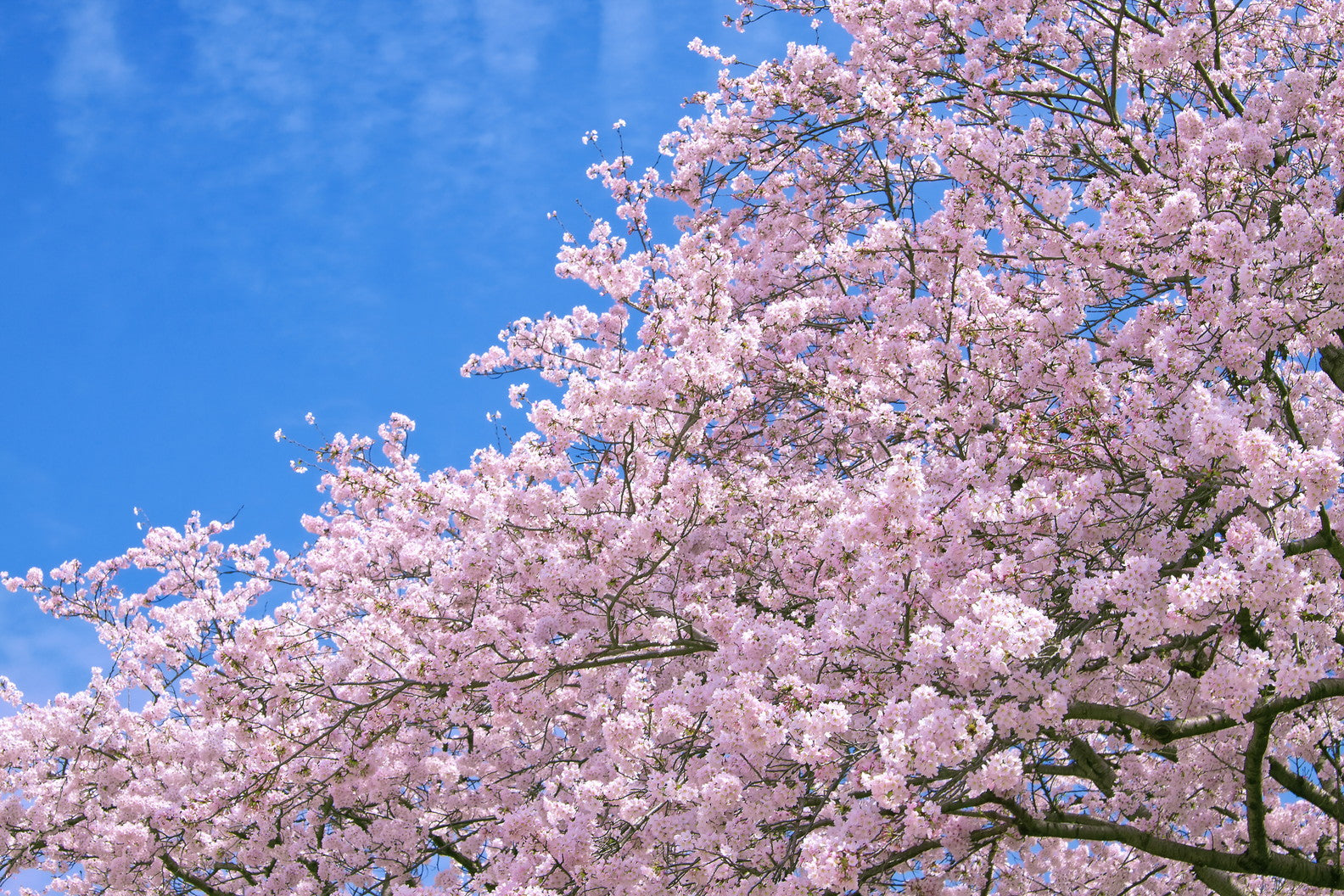 日本人の死生観を映す桜