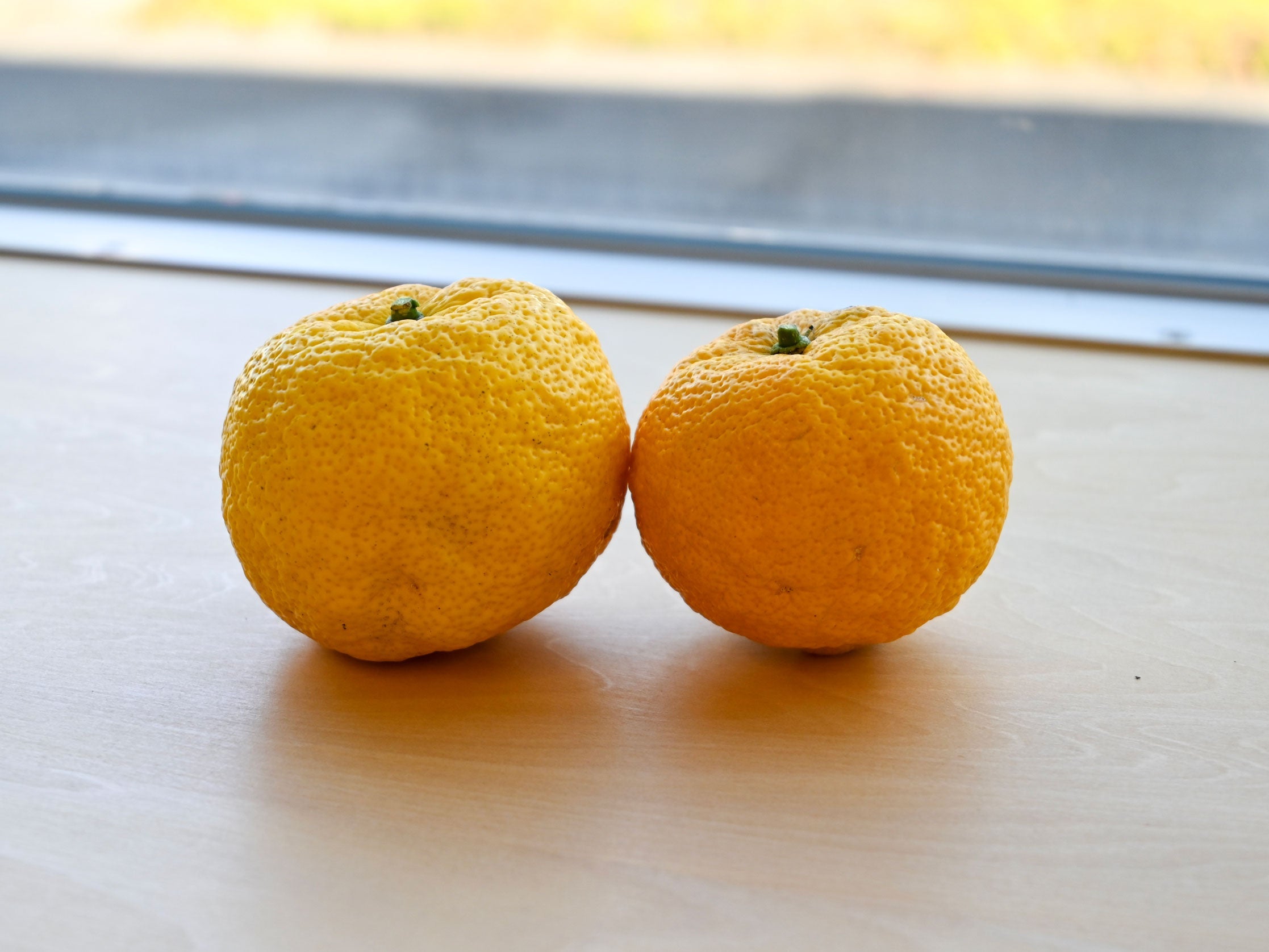 手のひらにのせた庭採れのゆず